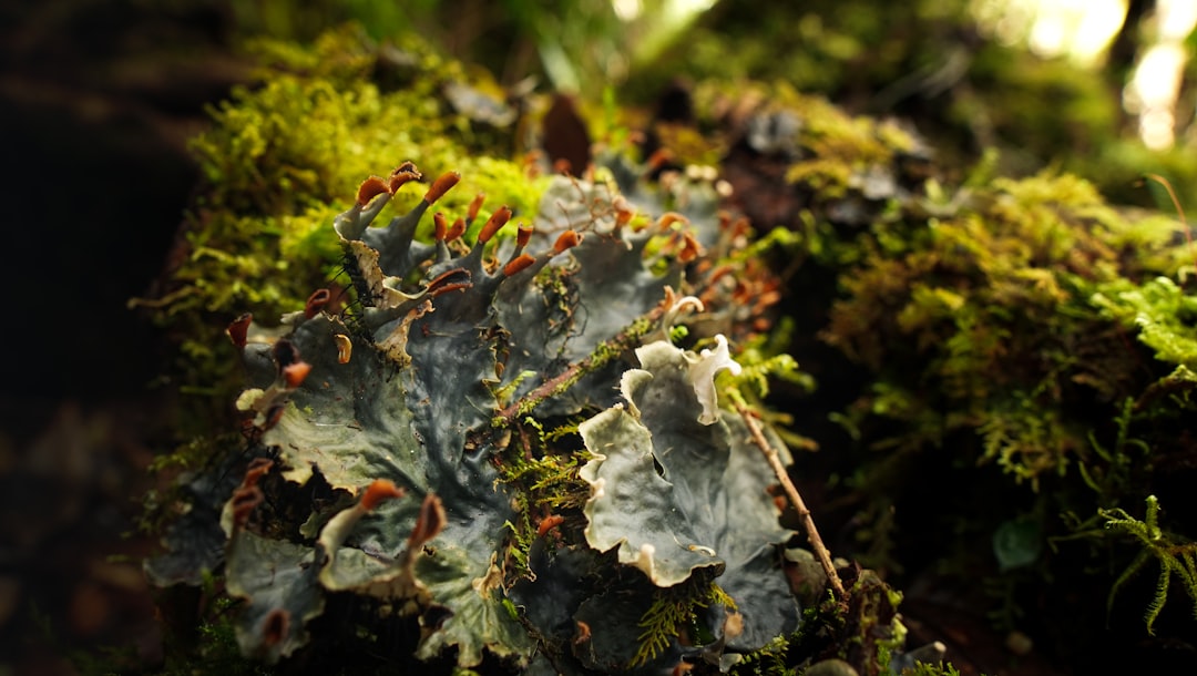 Embrace the Wild: Transform Your Next Outdoor Adventure into a Life-Changing Experience