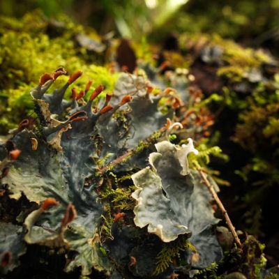 Embrace the Wild: Transform Your Next Outdoor Adventure into a Life-Changing Experience